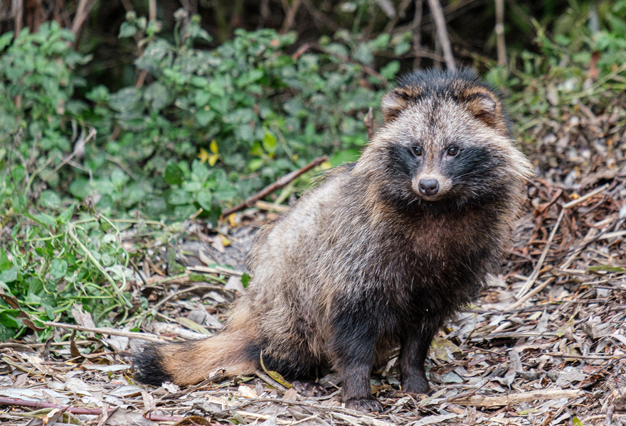 Supikoira - Nyctereutes procyonoides